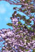 普賢象桜と紫式部供養塔